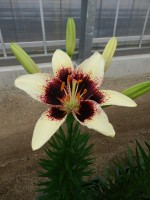 [5032 Black Spider No01.JPG]